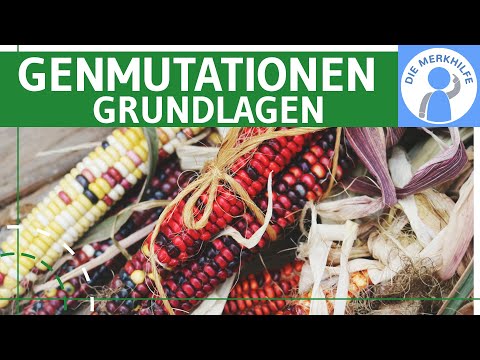 Gene mutation basics - definition, gene mutation types & gene mutation categories explained simply