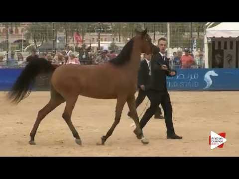 N.36 SAYDA AL RABI - Menton 2016 - Fillies 2 years old (Class 2A)