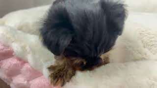 ヨークシャーテリアの動画01