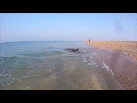 Дельфин в черном море. Крым. Опукский пр