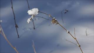 Snow White Snow Music Video