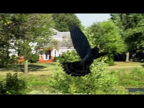 sparrow hawk chase.....  and what happens?