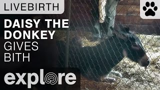 Daisy the Donkey Gives Birth - Live Cam Highlight