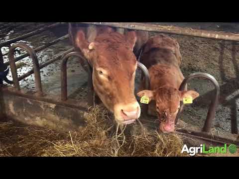 Beef focus: Close to 800 cattle on show at Jalex herd open day
