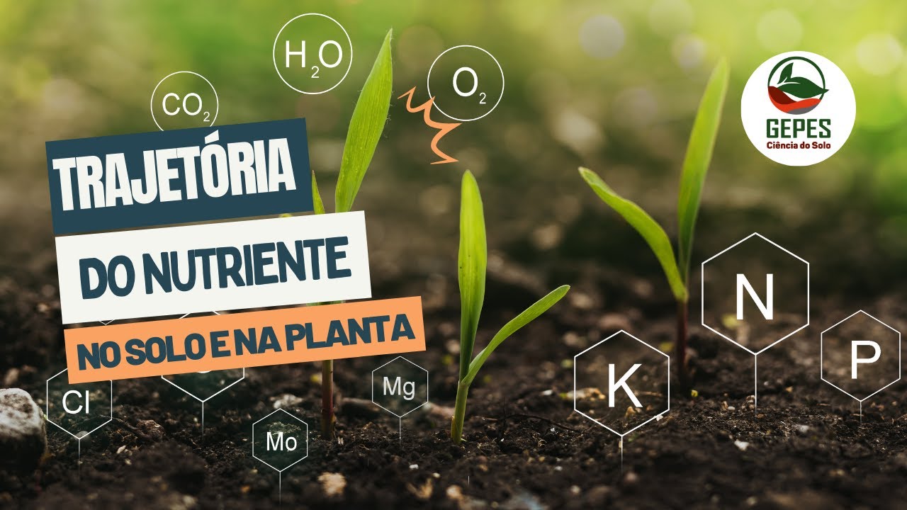 Jornada dos nutrientes do solo: do solo ao crescimento das plantas