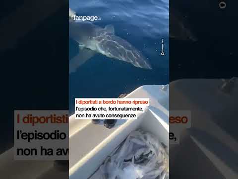 Squalo colpisce imbarcazione al largo di Gallipoli, paura per i pescatori: la scena ripresa in un vi