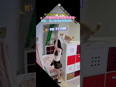 中式教育：摔了吧❓🐱：不讓跳的話 咪就非要跳~網友：我以為牠會踩著頭跳🤣 #cat #cute #funny #shorts #cutecat