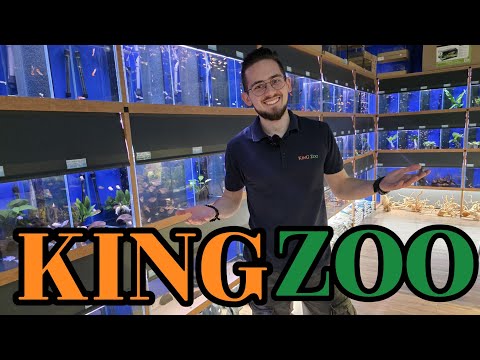 King Zoo Lublin - Sprawdzamy co nowego w gigantycznym sklepie akwarystycznym