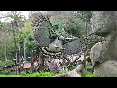 Harpy Eagle Soars in Slow Motion