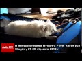 Wideo: II Mi�dzynarodowa Wystawa Ps�w Rasowych w G�ogowie