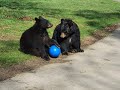 One Year Old Black Bear Plays In The Pool At Woburn Safari Park