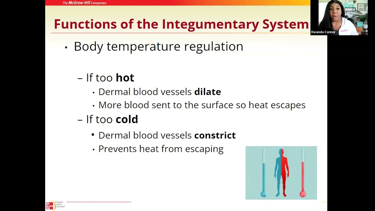 01 Integumentary System Intro