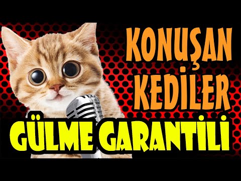 KONUŞAN KEDİLER 100 DAKİKA - En Komik Kedi Videoları (Pati TV)