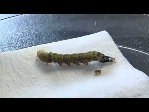 Lagarta Spodoptera eridania passando pelo processo de muda ou ecdise.