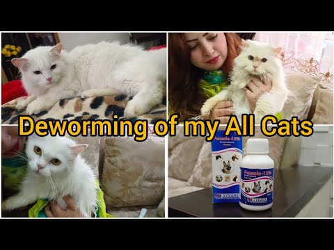 Deworming of my All Cats | Best Dewormer for pregnant Cat | How and when Deworm your Cat