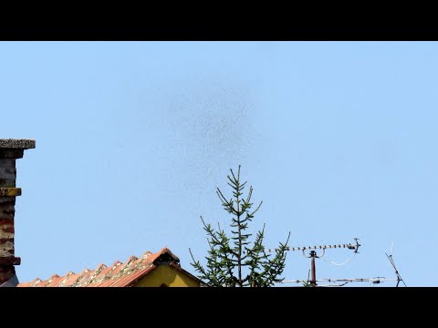 Roji letečih mravelj v Ljutomeru