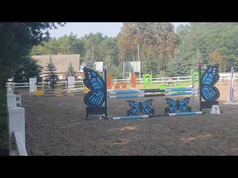 Quintano (Quibery x Con Air)