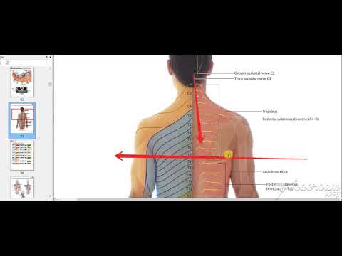 Back sensory nerve supply