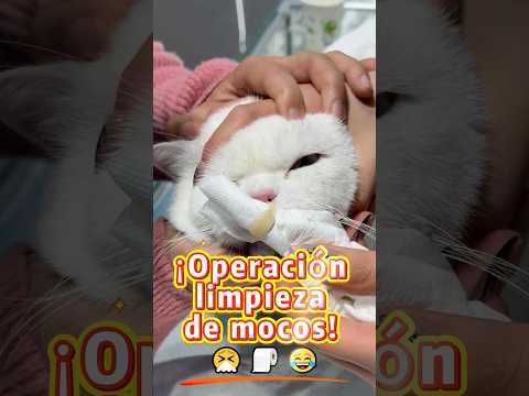 ¡Mi alma casi sale volando con el estornudo! 🤧💨😂🐱