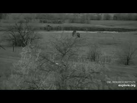 Great-horned Owl Nest @Roger's Place - 5/23/2022 - Mom delivers food to the treetop