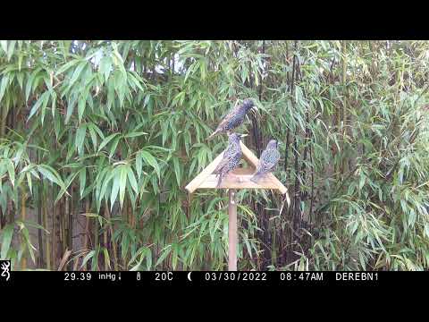 Prise de bec chez les étourneaux