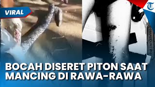 BOCAH DISERET ULAR PITON saat Mancing di Rawa-rawa, Nasib Baik Warga Gercep Menyelamatkan