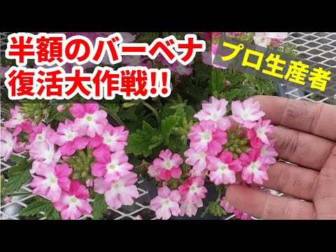 園芸 ブエノスアイレス産のバーベナ
