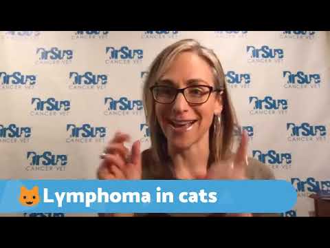 Cat Lymphoma Dr. Sue Q & A