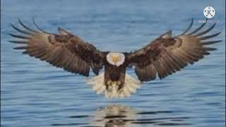 Download lagu 1 Jam non stop suara burung Elang mp3