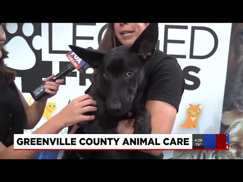 Four Legged Friends: Alligator - YouTube