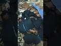 Koleksi Bh Tante Banyak Warna Hitam