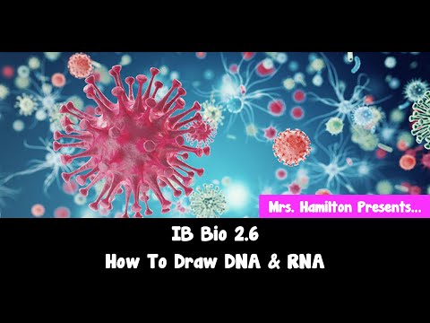 IB Bio  2.6 How To Draw DNA & RNA