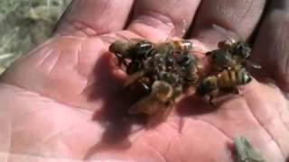 African Honey Bee Swarm Queen ~ Close Up