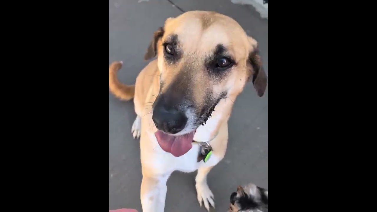 Lolli, a Adoptable mixed breed in Kansas City, MO video 5/5