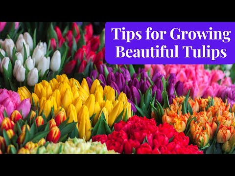The Ultimate Guide to Caring for Tulips