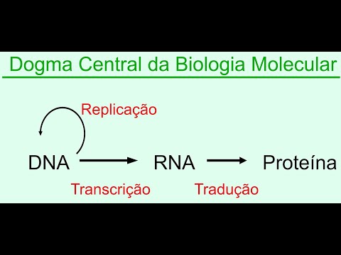 Dogma central da biologia molecular:   Replicação, Transcrição e Tradução (DNA e RNA)