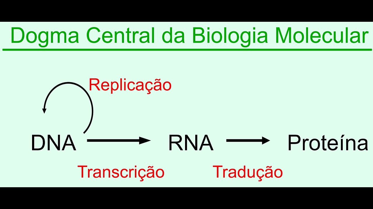 Dogma central da biologia molecular:   Replicação, Transcrição e Tradução (DNA e RNA)