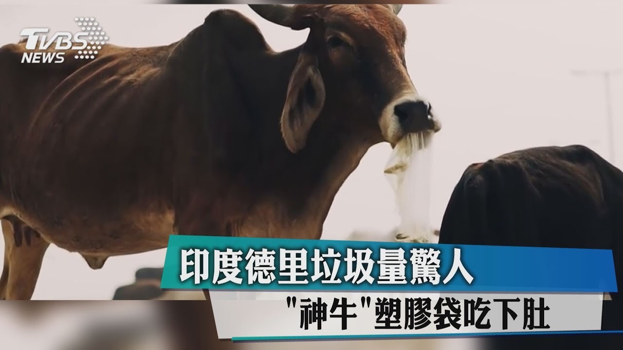印度德里垃圾量驚人　「神牛」塑膠袋吃下肚