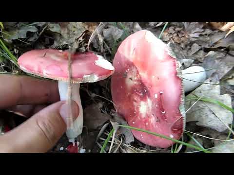 Gljive od 25.07.2019.