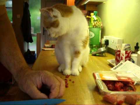 Feeding your Hypothyroid cat