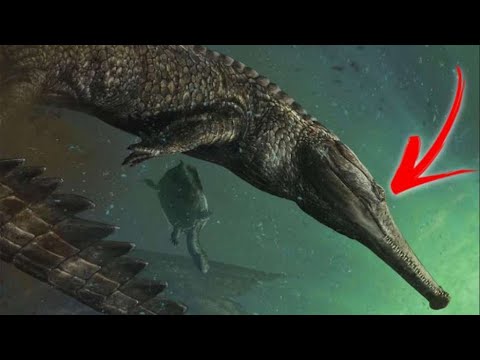 Top 10 Most Dangerous Sea Creatures in the World