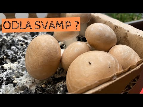 Odla svamp hemma? Jag har provat att odla svamp i en låda - här är resultatet!