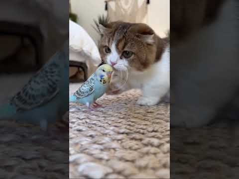 Funny Dogs And Cats Compilation - 2023.07.22