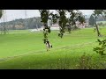 Poney demi-sang belge