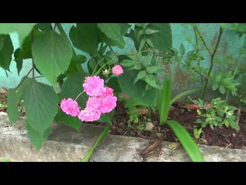 Mum flowers 20 09 2018