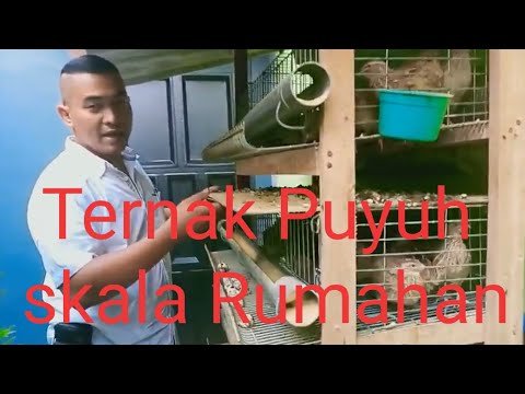 , title : 'Cara beternak Puyuh petelur Skala Rumahan @Mr.Jhon_Berdikari'