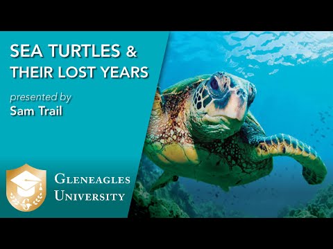 Sea Turtles and their Lost Years with Samantha Trail
