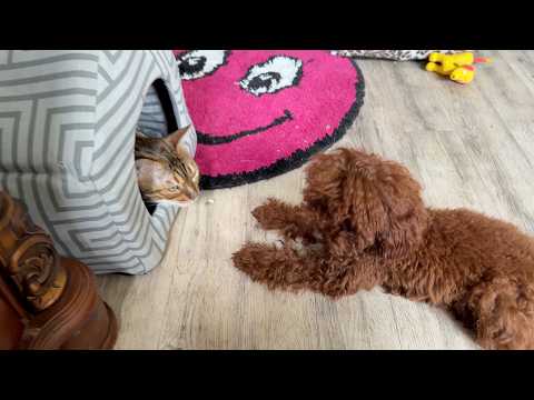 Yukki the dog complains that cats have taken over the house. Собака жалуется, что коты заняли дом.