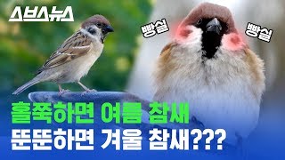 Download lagu ※귀여움주의※ 겨울만 되면 동글동글 빵빵해지는 참새, 털이 찐 걸까? 살이 찐 걸까? / 스브스뉴스 mp3