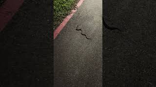 あ！公園の散歩中、何か動いた！